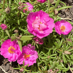 Rose Moss, Portulaca Grandiflora Mixed Color Seed Pack- 50 Count - Sunshine Valley Garden 
