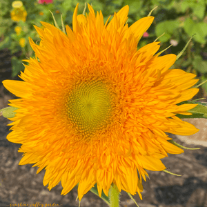 Sunflower Mixed Variety Seed Pack-200 Count - Sunshine Valley Garden 