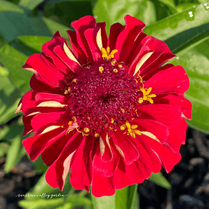 Zinnia Seed Mix Variety Seed Pack-100 Count - Sunshine Valley Garden 