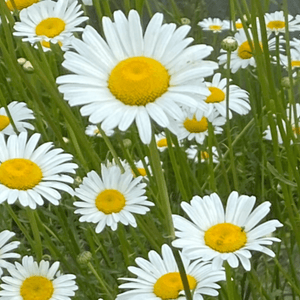 Classic White Common Daisy Seed Pack-100 Count - Sunshine Valley Garden 