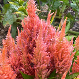 Cockscomb Celosia Color Variety Seed Pack - 100+ Count