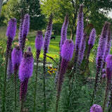 Blazing Star, Liatris Spicata Seed Pack-100 Count