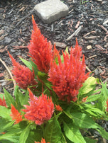 Cockscomb Celosia Color Variety Seed Pack - 100+ Count