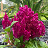 Cockscomb Celosia Color Variety Seed Pack - 100+ Count