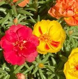 Rose Moss, Portulaca Grandiflora Mixed Color Seed Pack- 50 Count - Sunshine Valley Garden 