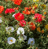 Rose Moss, Portulaca Grandiflora Mixed Color Seed Pack- 50 Count - Sunshine Valley Garden 