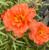 Rose Moss, Portulaca Grandiflora Mixed Color Seed Pack- 50 Count - Sunshine Valley Garden 