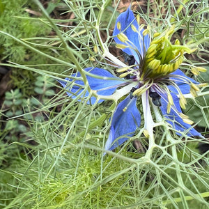 Love In A Mist Nigella Damascena Seed Pack-25 Count - Sunshine Valley Garden 