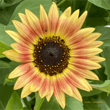 Sunflower Mixed Variety Seed Pack-200 Count - Sunshine Valley Garden 