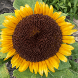 Sunflower Mixed Variety Seed Pack-200 Count - Sunshine Valley Garden 