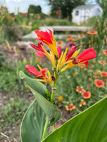 Canna Lily Mix Variety Seed