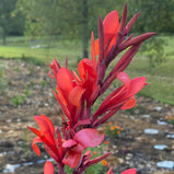 Canna Lily Mix Variety Seed