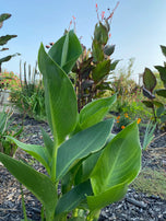 Canna Lily Mix Variety Seed