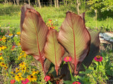 Canna Lily Mix Variety Seed