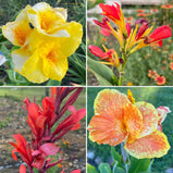 Canna Lily Mix Variety Seed