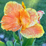 Canna Lily Mix Variety Seed