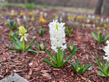 Hyacinth Perennial Seed 20 Count Mixed Color Variety