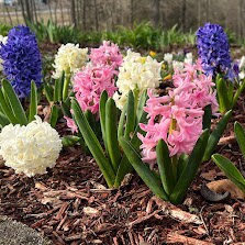 Hyacinth Perennial Seed 20 Count Mixed Color Variety