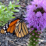 Blazing Star, Liatris Spicata Seed Pack-100 Count - Sunshine Valley Garden 