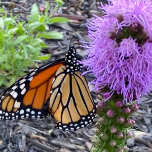 Blazing Star, Liatris Spicata Seed Pack-100 Count