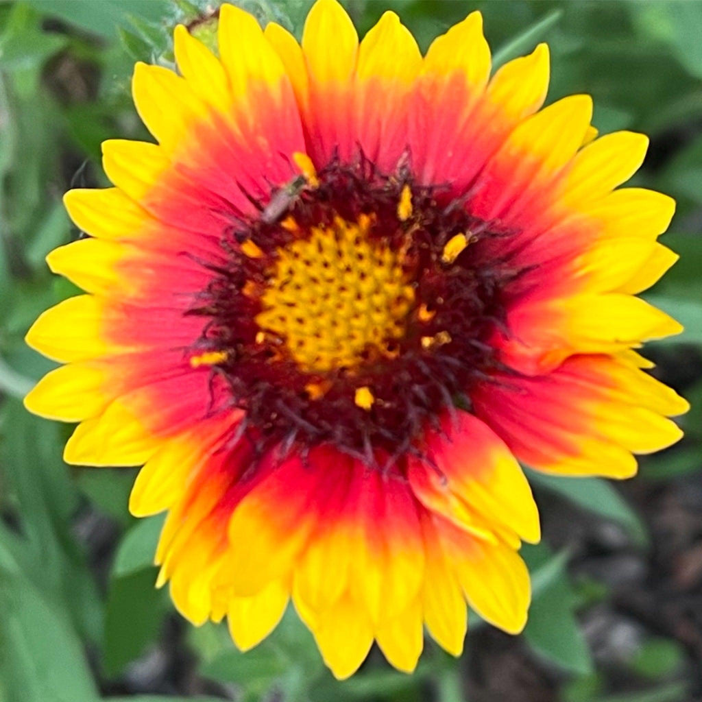 Blanket Flower Mixed Color Seed Pack - 100 Count