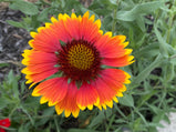 Blanket Flower Mixed Color Seed Pack - 100 Count - Sunshine Valley Garden 