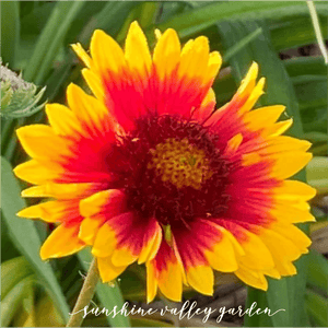 Blanket Flower Mixed Color Seed Pack - 100 Count - Sunshine Valley Garden 