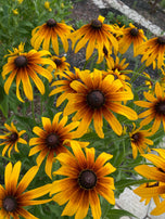 Gloriosa Daisy Rudbeckia Seed Pack-500 Count - Sunshine Valley Garden 