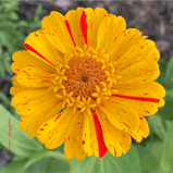 Zinnia Seed Mix Variety Seed Pack-100 Count - Sunshine Valley Garden 