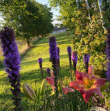 Blazing Star, Liatris Spicata Seed Pack-100 Count - Sunshine Valley Garden 