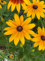 Gloriosa Daisy Rudbeckia Seed Pack-500 Count - Sunshine Valley Garden 