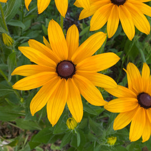 Gloriosa Daisy Rudbeckia Seed Pack-500 Count - Sunshine Valley Garden 