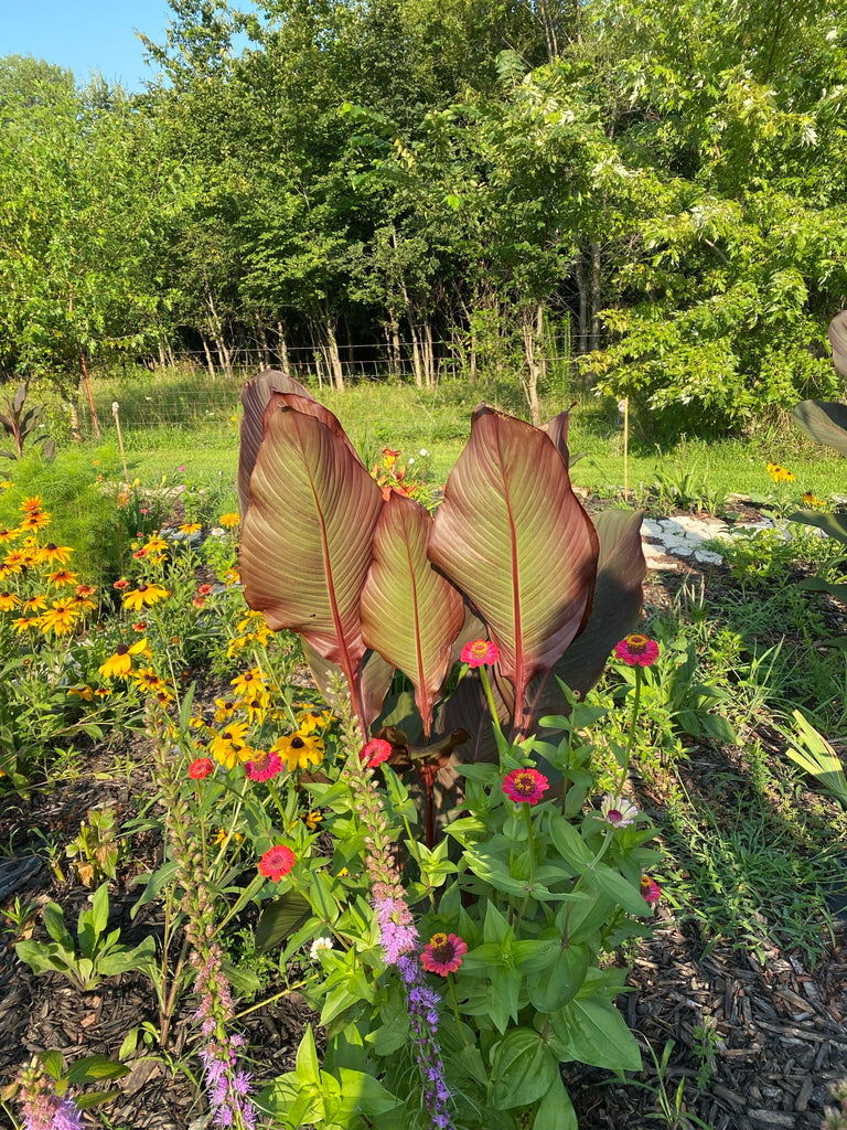 Giant Canna Lily Seed Pack-5 Count