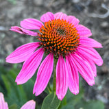 Coneflower Mix Color Seed Pack- 50 Count - Sunshine Valley Garden 