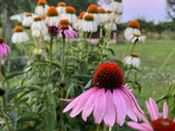 Coneflower Mix Color Seed Pack- 50 Count - Sunshine Valley Garden 