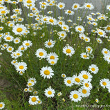 Classic White Common Daisy Seed Pack-100 Count - Sunshine Valley Garden 