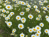 Classic White Common Daisy Seed Pack-100 Count - Sunshine Valley Garden 