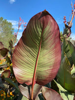 Giant Canna Lily Seed Pack-5 Count - Sunshine Valley Garden 