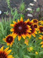 Gloriosa Daisy Rudbeckia Seed Pack-500 Count - Sunshine Valley Garden 