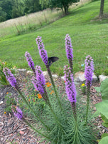 Blazing Star, Liatris Spicata Seed Pack-100 Count - Sunshine Valley Garden 