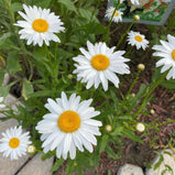 Shasta Daisy Seed Pack-100 Count - Sunshine Valley Garden 