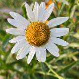 Classic White Common Daisy Seed Pack-100 Count - Sunshine Valley Garden 