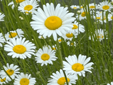 Classic White Common Daisy Seed Pack-100 Count - Sunshine Valley Garden 