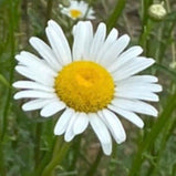 Shasta Daisy Seed Pack-100 Count - Sunshine Valley Garden 