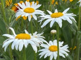 Shasta Daisy Seed Pack-100 Count - Sunshine Valley Garden 