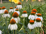 Coneflower Mix Color Seed Pack- 50 Count - Sunshine Valley Garden 