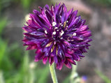 Cornflower Bachelor Button Seed Pack - 50 Count - Sunshine Valley Garden 