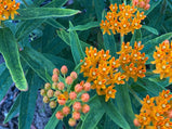 Butterfly Weed, Asclepias tuberosa, Milkweed Orange Seed Pack-50 Count - Sunshine Valley Garden 