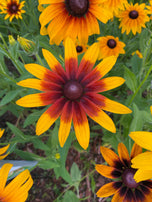 Gloriosa Daisy Rudbeckia Seed Pack-500 Count - Sunshine Valley Garden 