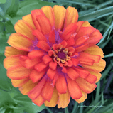 Zinnia Seed Mix Variety Seed Pack-100 Count - Sunshine Valley Garden 